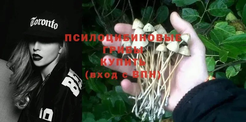 Псилоцибиновые грибы Psilocybe  Кулебаки 